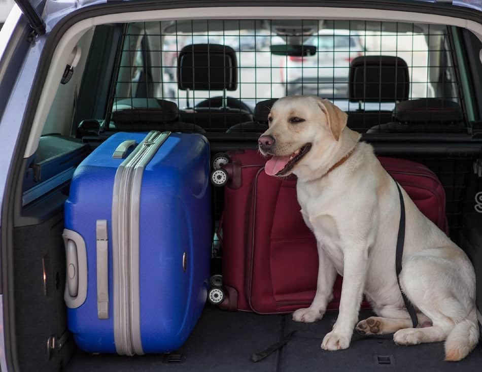 reisen mit hund im mietwagen in europa